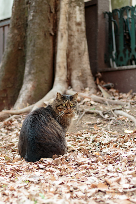 猫のいる風景 日比谷公園 長毛のキジトラちゃん_b0133053_07362.jpg