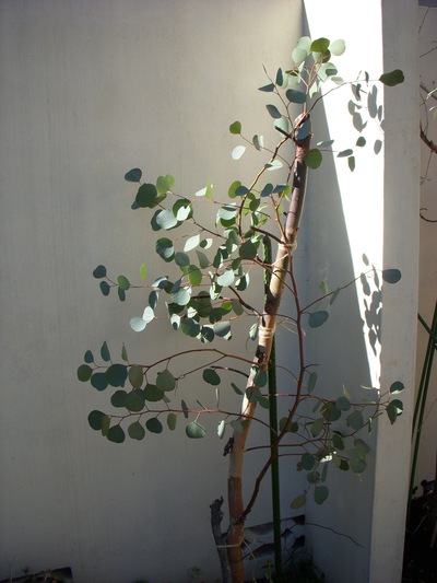 お庭のポポラスで。。。_a0229658_17314287.jpg