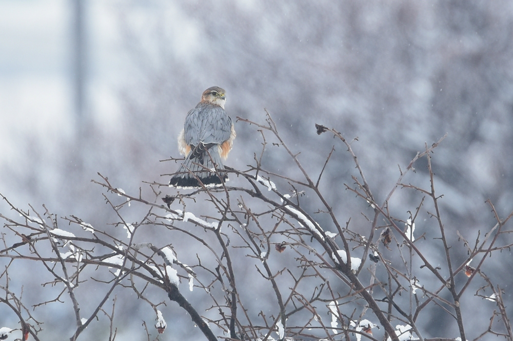 雪の日のコチョウゲンボウ Ⅰエンゼルポーズ_f0053272_9264098.jpg