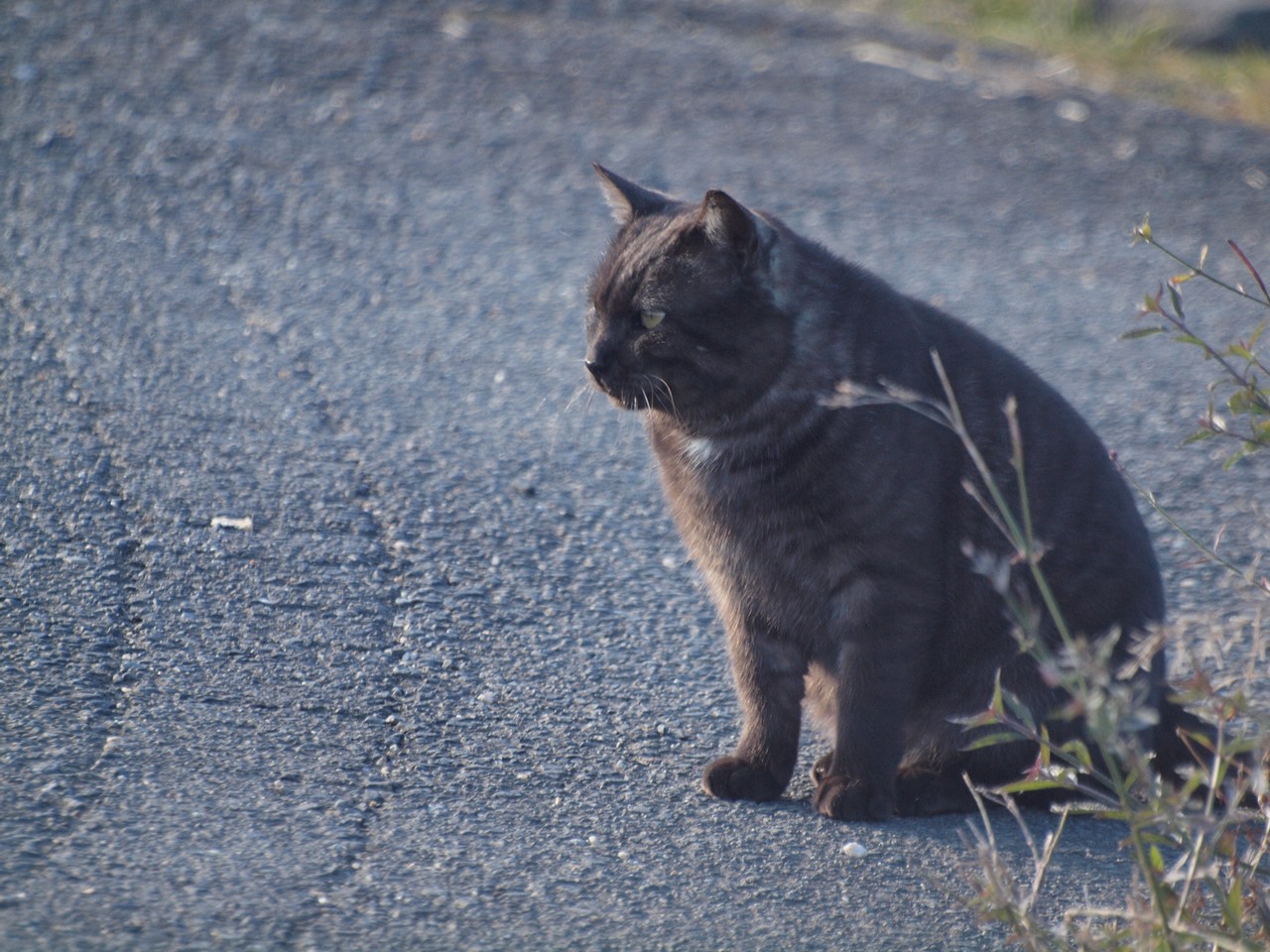 猫と釣師と 自然風の自然風だより 猫と釣師と 自然風の自然風だより