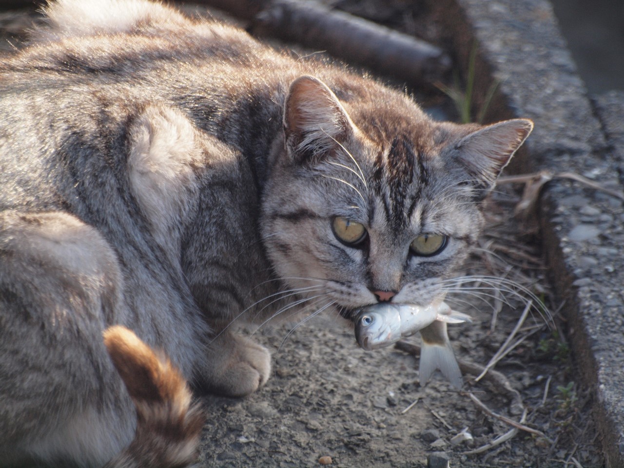 猫と釣師と 自然風の自然風だより 猫と釣師と 自然風の自然風だより