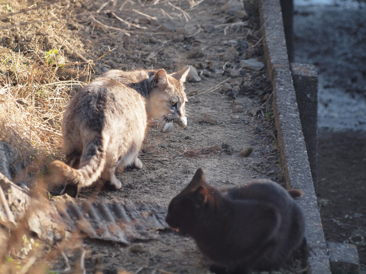 猫と釣師と 自然風の自然風だより 猫と釣師と 自然風の自然風だより