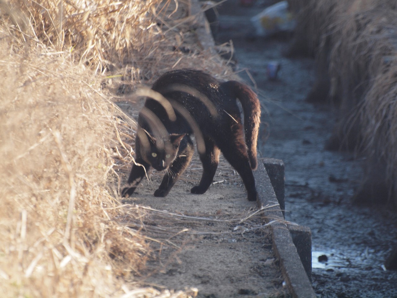 『猫と釣師と・・・・・』_d0054276_202682.jpg