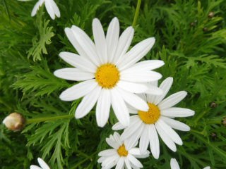 e0046477_78759.jpg