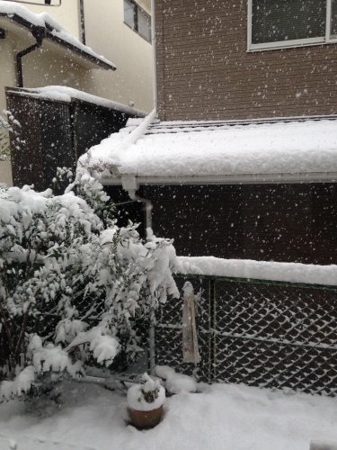 ゆき、ユキ、雪〜〜_f0315081_21324377.jpeg