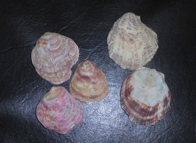 クサレ貝殻の行方 : my earth my world