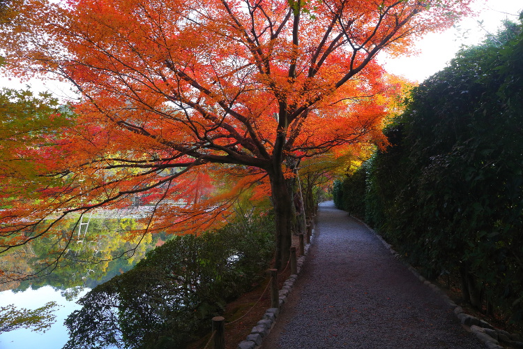 龍安寺_e0051888_21221070.jpg