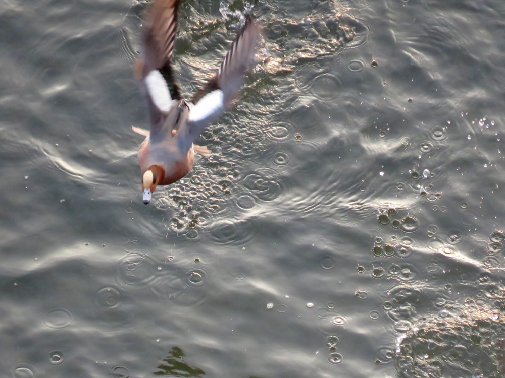 c0049299_2046277.jpg
