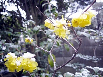 d0090001_10323324.jpg