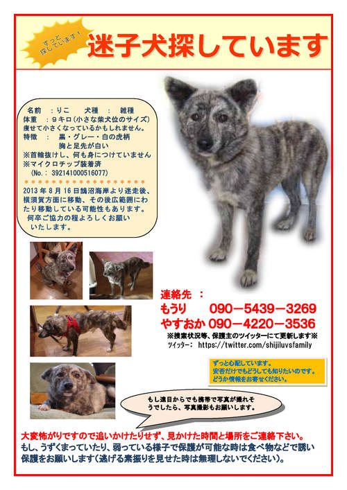拡散希望 迷子犬 コチ丸 モモ りこ あのコがおしえてくれたこと 拡散希望 迷子犬 コチ丸 モモ りこ あのコがおしえてくれたこと