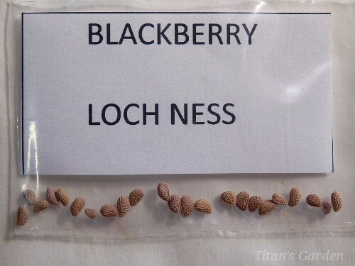 Seedling of Blackberry \'Loch Ness\' Seed_b0099813_0181382.jpg