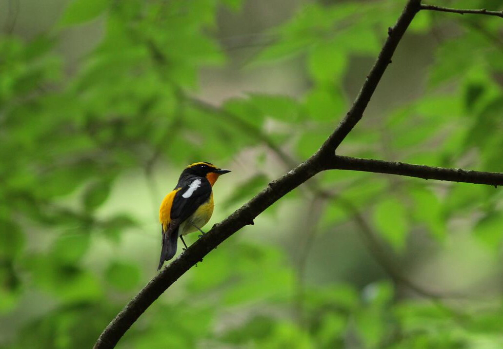 高尾山にアカショウビンが シエロの鳥ノート