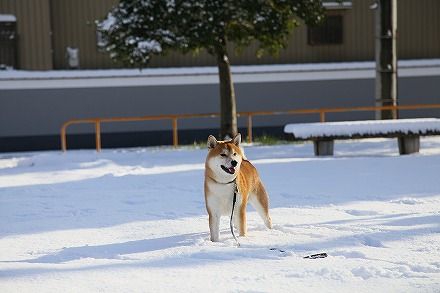 名古屋で9cmの積雪_f0191413_10502231.jpg