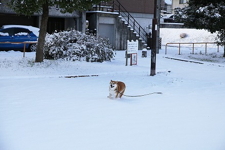 名古屋で9cmの積雪_f0191413_10531249.jpg