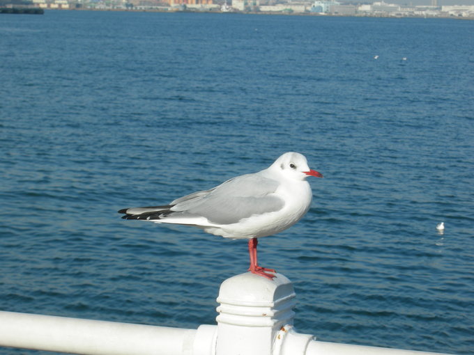 じんましんが治って、お肌が綺麗になりました。_f0135114_12515858.jpg