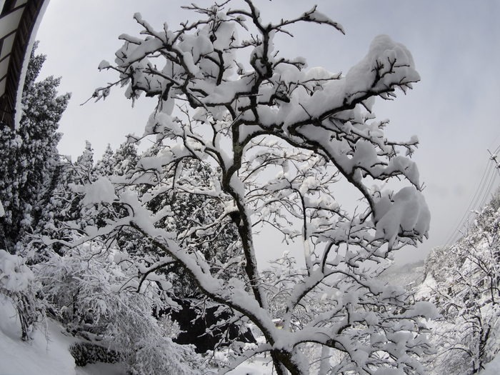 午後の晴れ間の雪景色_c0116915_017148.jpg