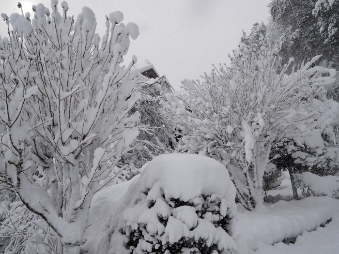 家の周りの雪景色_c0116915_042438.jpg