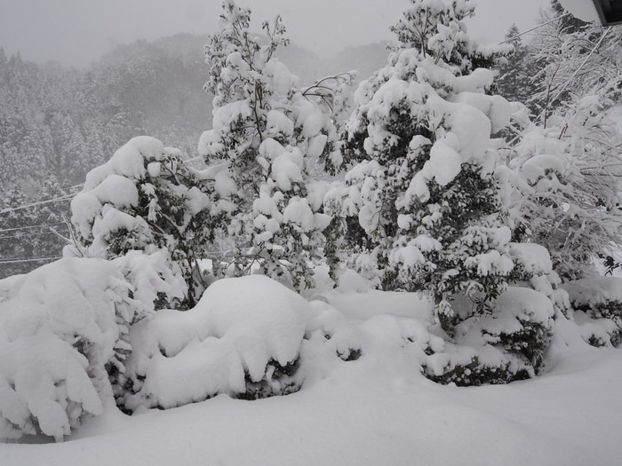 家の周りの雪景色_c0116915_05968.jpg