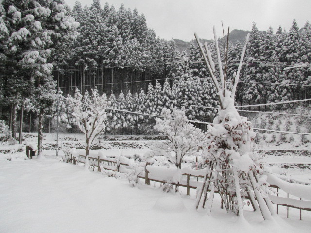 雪の日はナ～ンもせずに　閉じこもって引きこもる詩　1月20日（水）雪_f0341616_15351859.jpg