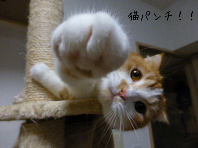 お留守番 にゃんこ ギャラリー 【けんたくん・さくらこちゃん】_e0237625_1841129.jpg