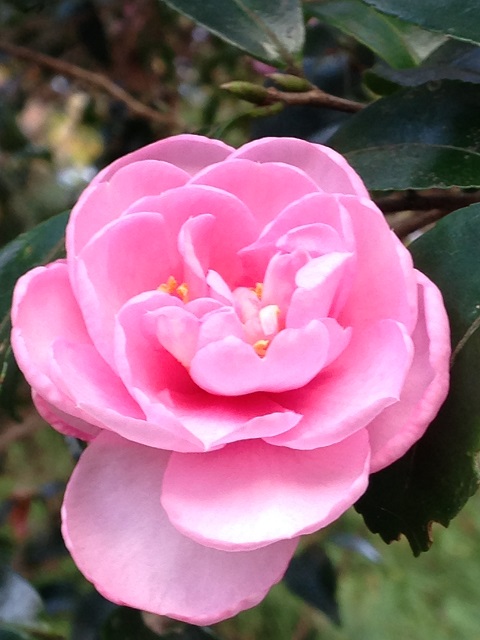 e0303726_59087.jpg