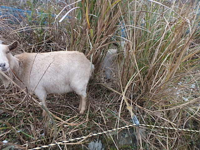 c0183137_17465030.jpg