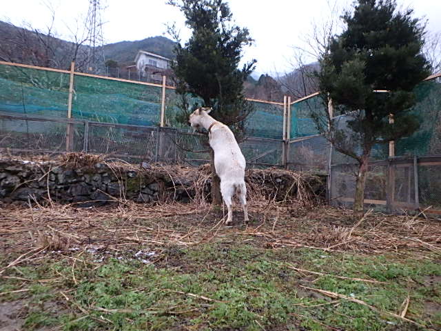 c0183137_1756274.jpg