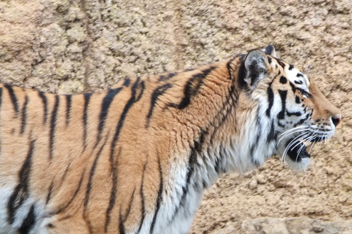 虎だ お前は虎になるのだ はーとらんど写真感