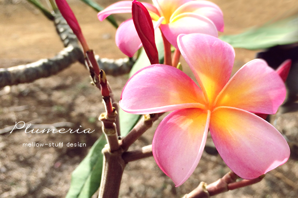 HAWAII 2016 【 プルメリア - Koko Crater Botanical Garden  - 】_d0124248_09301894.jpg