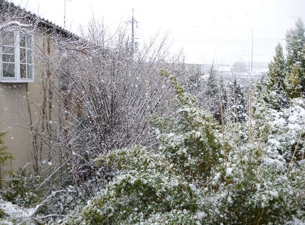 きもので新年会・梅の綴れ帯に自作の着物雪だるまショール_f0181251_1714719.jpg
