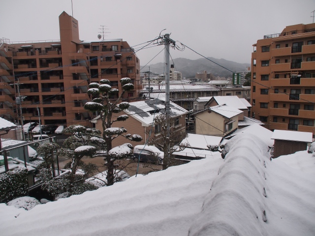 雪が積もりました　　　　＼(^o^;)／ _b0124456_10432187.jpg