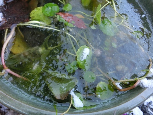 c0328559_16362211.jpg
