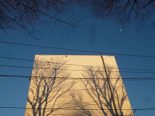 with dog 雪のちアートな冬木立ち♪_a0165160_08513446.jpg