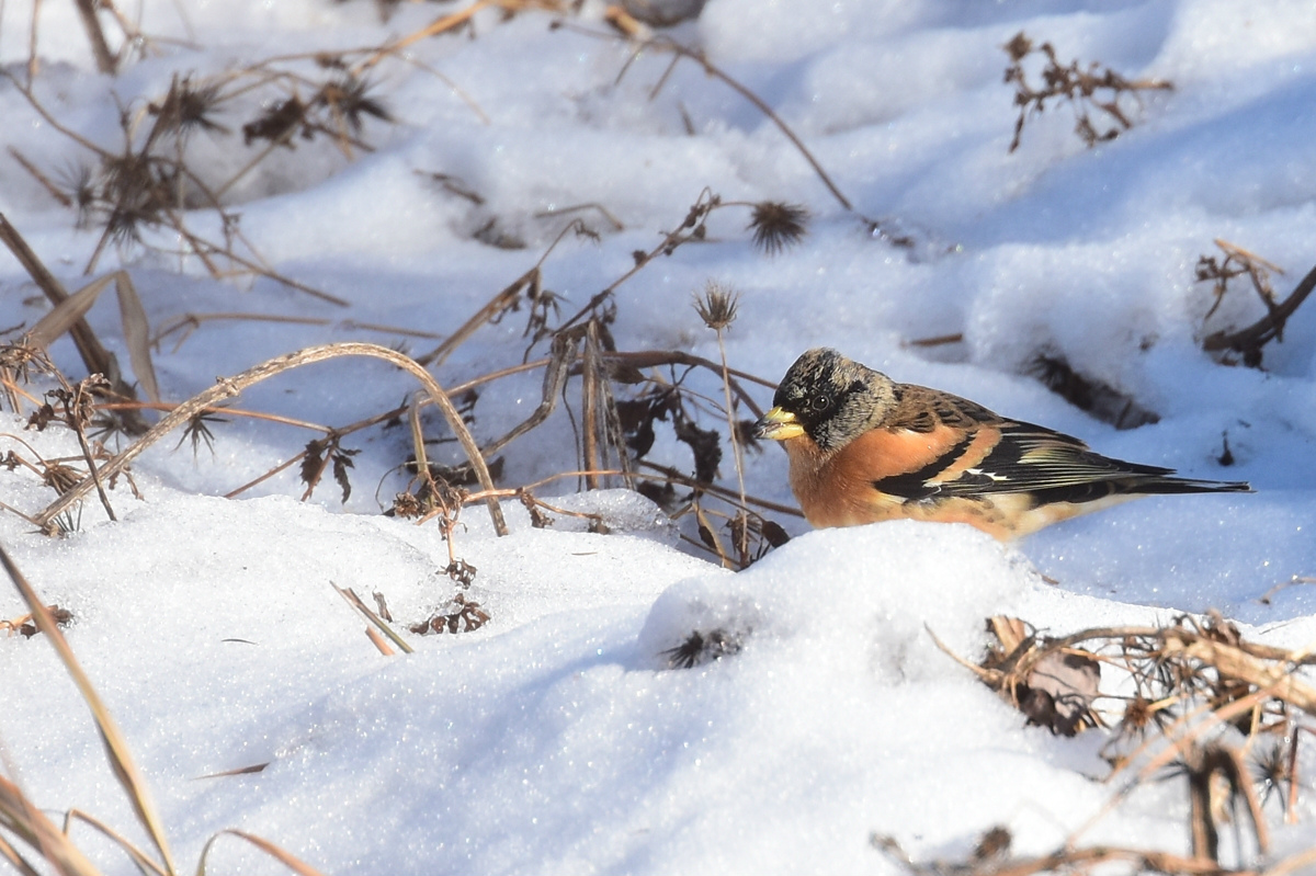 アトリ　他冬鳥_f0053272_924273.jpg