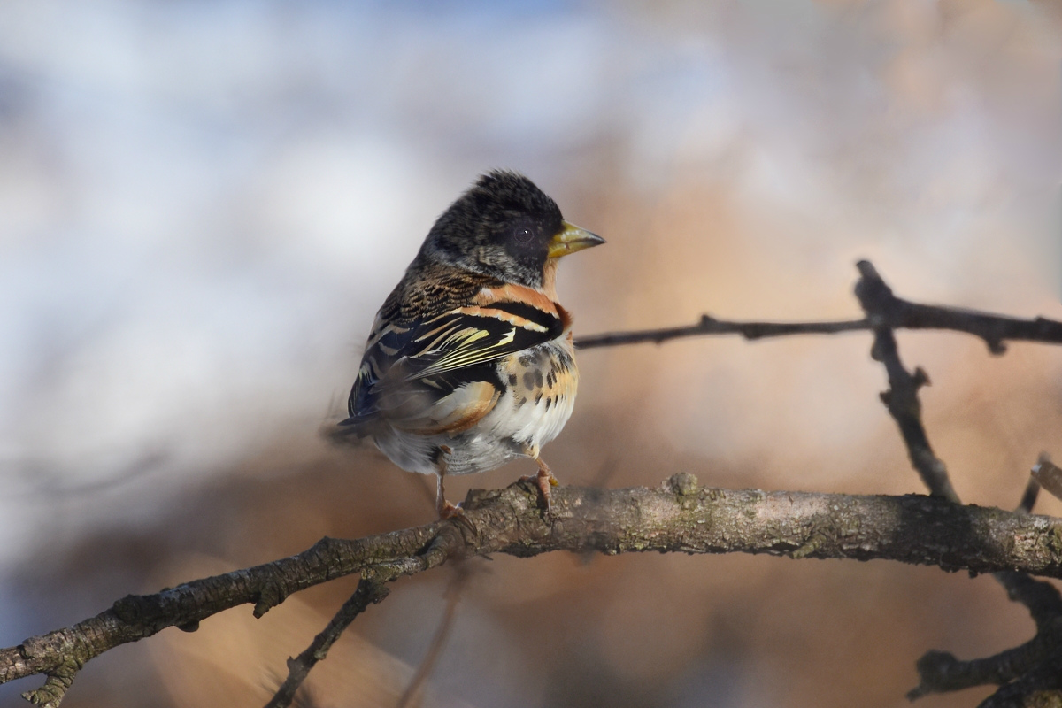 アトリ　他冬鳥_f0053272_944434.jpg