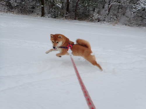 初めての雪_e0305074_23492354.jpg