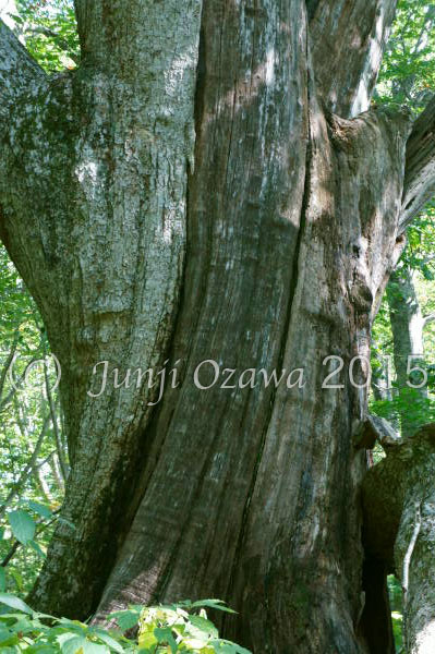 青森県十和田市 久々の巨木巡り・・仙人橋から赤沼へ_c0195281_13572614.jpg