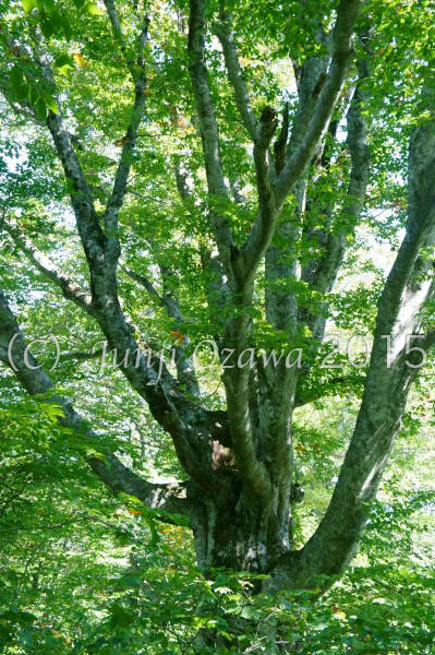 青森県十和田市 久々の巨木巡り・・仙人橋から赤沼へ_c0195281_14903.jpg