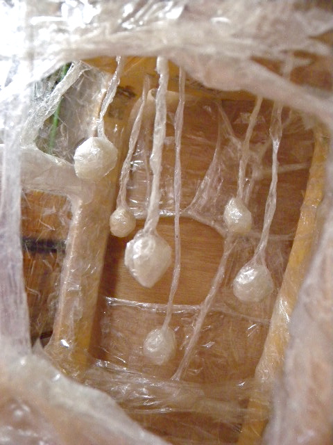 a0199297_9123297.jpg