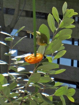 c0117898_2038391.jpg