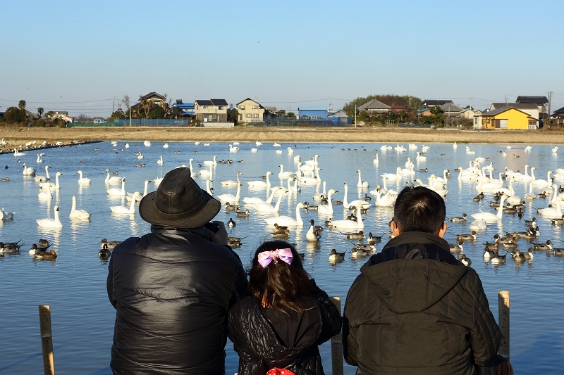 この寒さで千葉県の白鳥の郷にはさらに１００羽の仲間が増えました（白鳥の飛来地、最終回）_b0291402_22125399.jpg