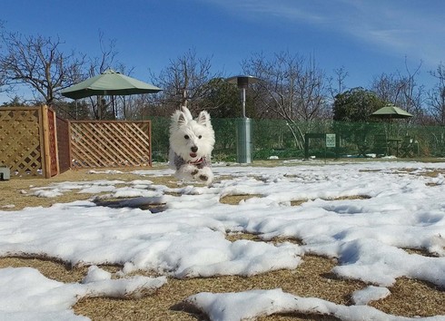 残雪のドッグランで_a0048904_2022213.jpg