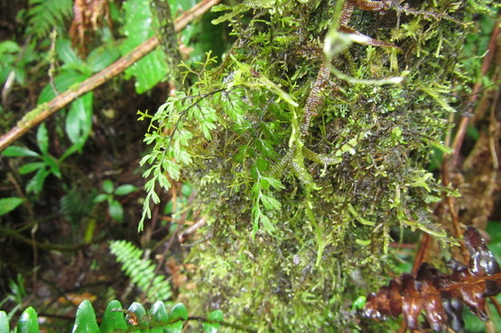 雲霧林帯／Hymenophyllaceae : コケシノブログ‐苔忍録‐