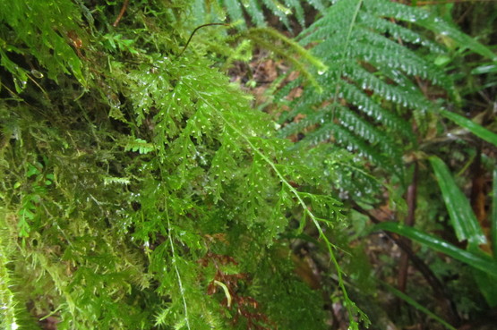 雲霧林帯／Hymenophyllaceae : コケシノブログ‐苔忍録‐