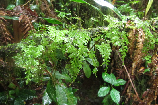 雲霧林帯／Hymenophyllaceae : コケシノブログ‐苔忍録‐