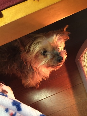 a0134428_00262748.jpeg