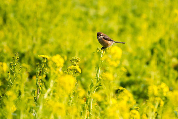 菜の花に_e0104632_1610570.jpg