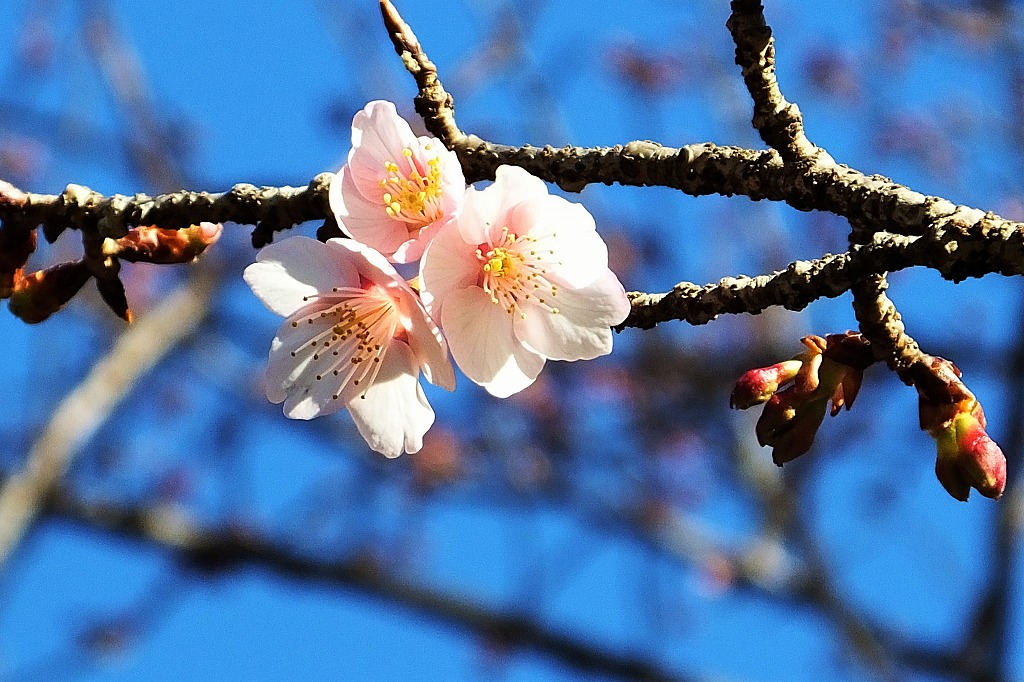 寒桜、水鳥など　　　　　　　　_b0236251_11353831.jpg