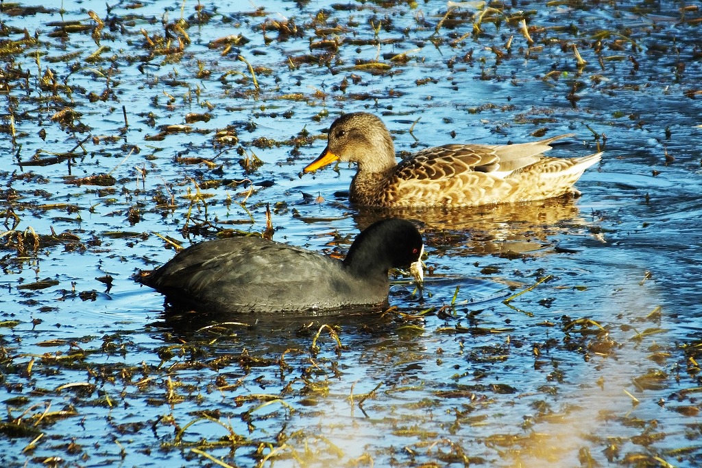 寒桜、水鳥など　　　　　　　　_b0236251_11373319.jpg