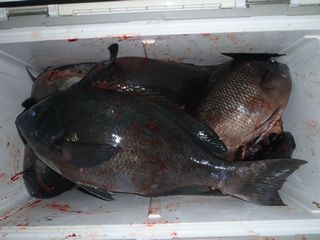 徳島県牟岐大島磯「17番」桃オチの後_e0061751_17295698.jpg